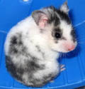 syrian hamster