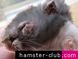 Hamster Mange