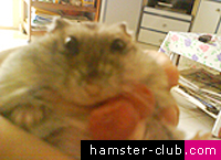 Hamster Cyst
