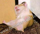 hamster clonic seizure