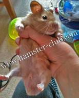 hamster penile plug