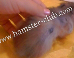 Hamster Scent Glands