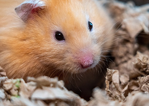 hamster housing