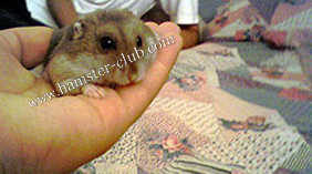 hamster how to start