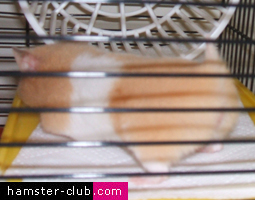 Hamster Lordosis