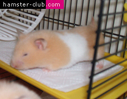 Hamster Lordosis