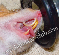 clipping hamster teeth video