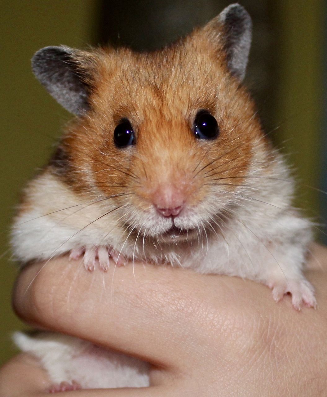 Syrian Hamster